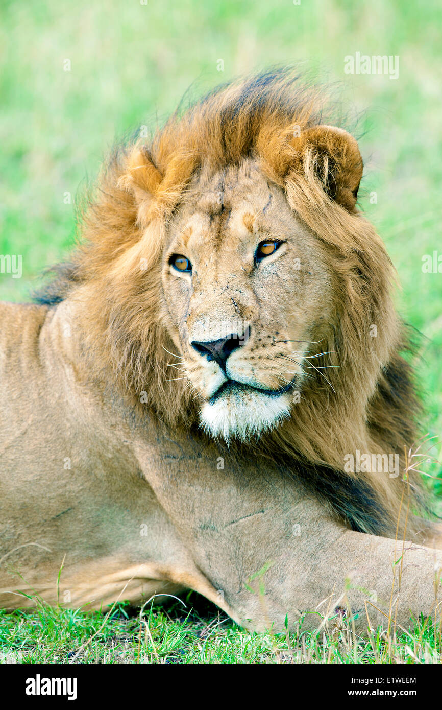 Homme African lion (Panthera leo), Masai Mara, Kenya, Afrique de l'Est Banque D'Images