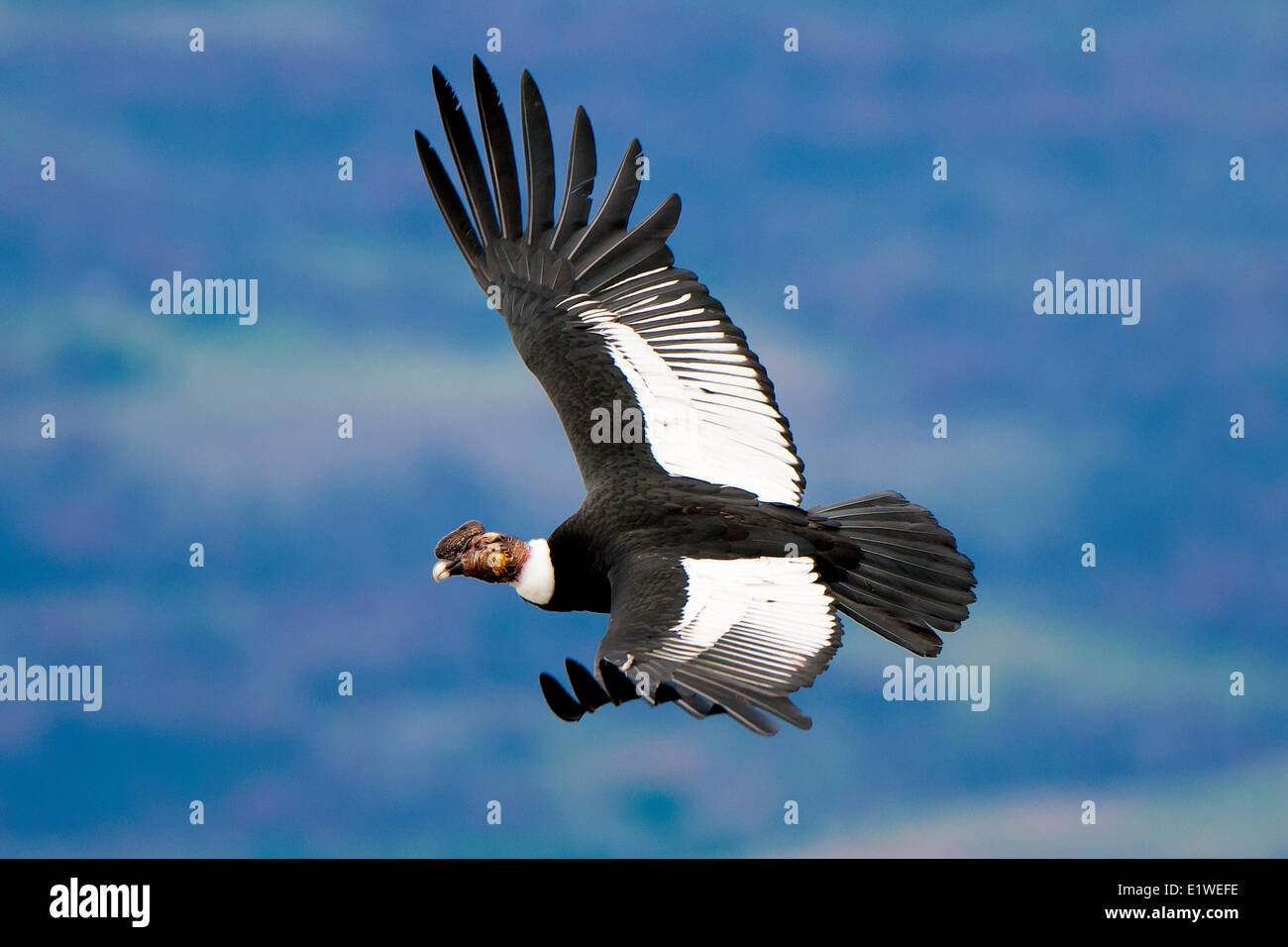 Mâle adulte condor des Andes (Vultur gryphus), Parc National Torres del Paine, dans le sud de la Patagonie, au Chili Banque D'Images