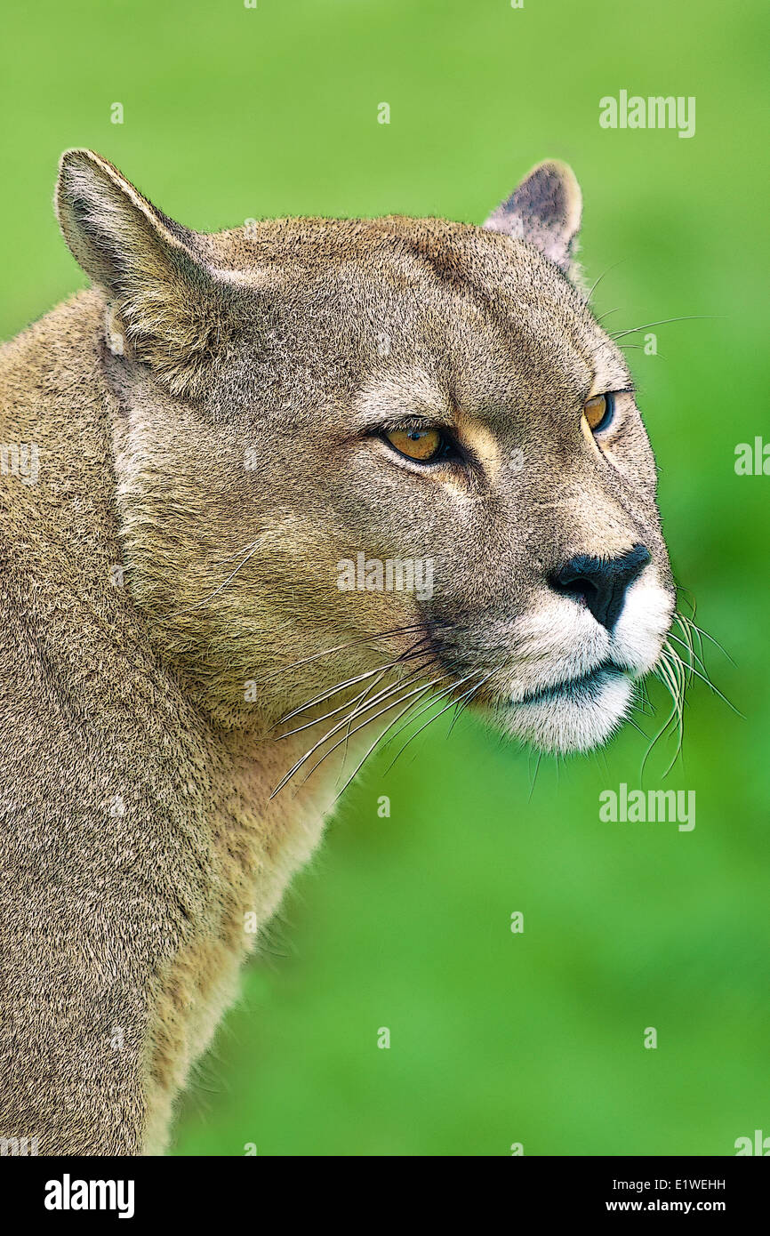 Communauté andine puma (Felis concolor), Parc National Torres del Paine, dans le sud de la Patagonie, au Chili Banque D'Images