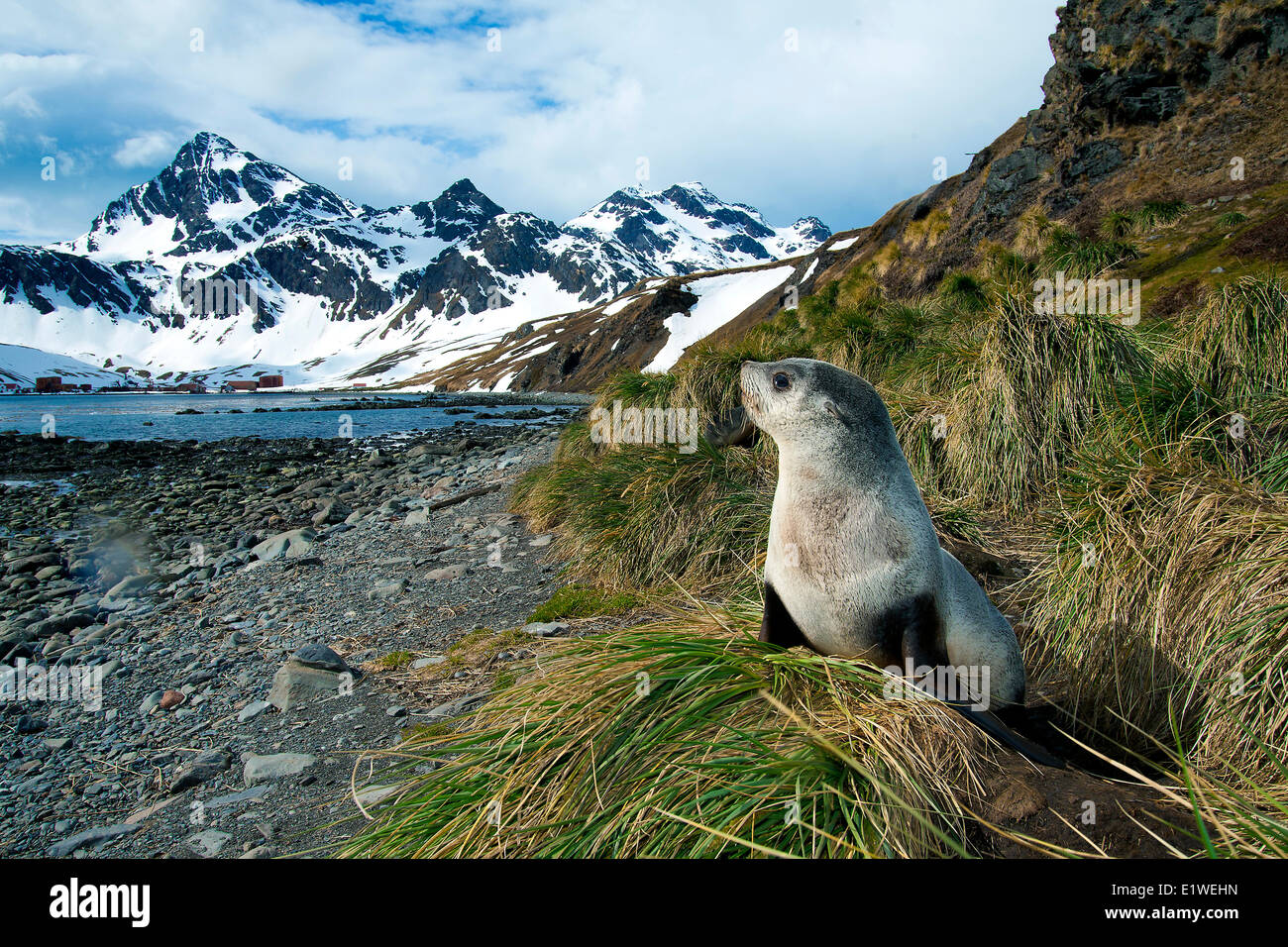 L'Antarctique pour mineurs (Arctocephalus gazella), l'île de Géorgie du Sud, l'Antarctique Banque D'Images