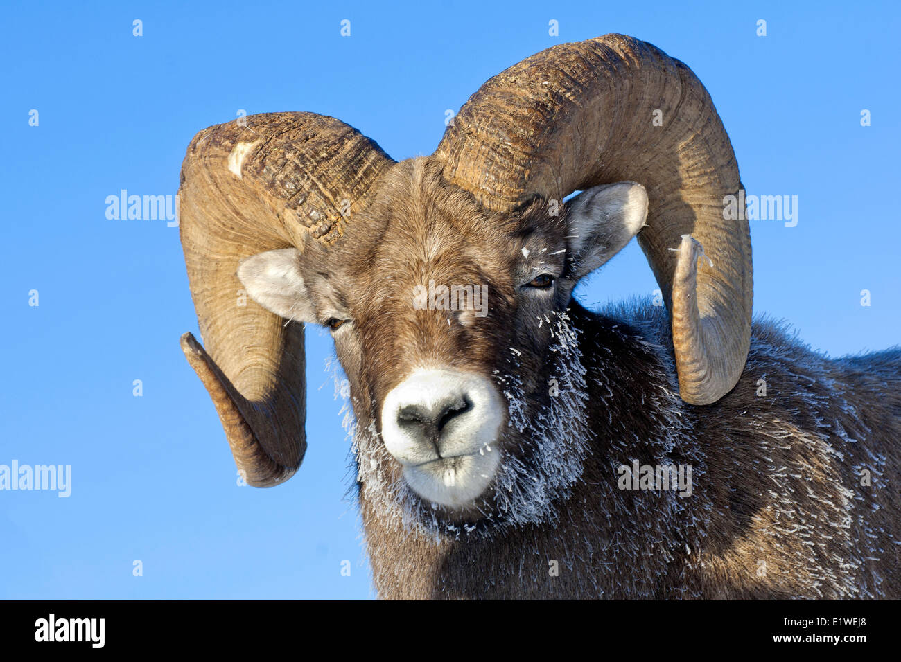 Ram mouflon (Ovis canadensis), avec le gel-museau couvert à -28C, Jasper National Park, Alberta, Canada Banque D'Images
