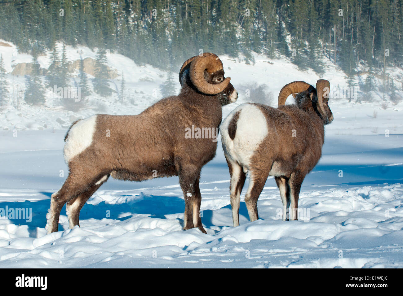 Mouflons dominante de ram (Ovis canadensis) déplacement d'un subordonné, Jasper National Park, Alberta, Canada Banque D'Images