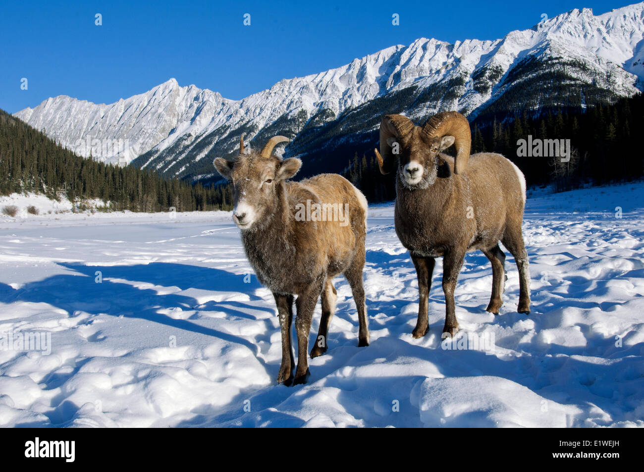 Mouflons ram & brebis (Ovis canadensis), avec cour couverte de givre muselières à -28C, Jasper National Park, Alberta, Canada Banque D'Images