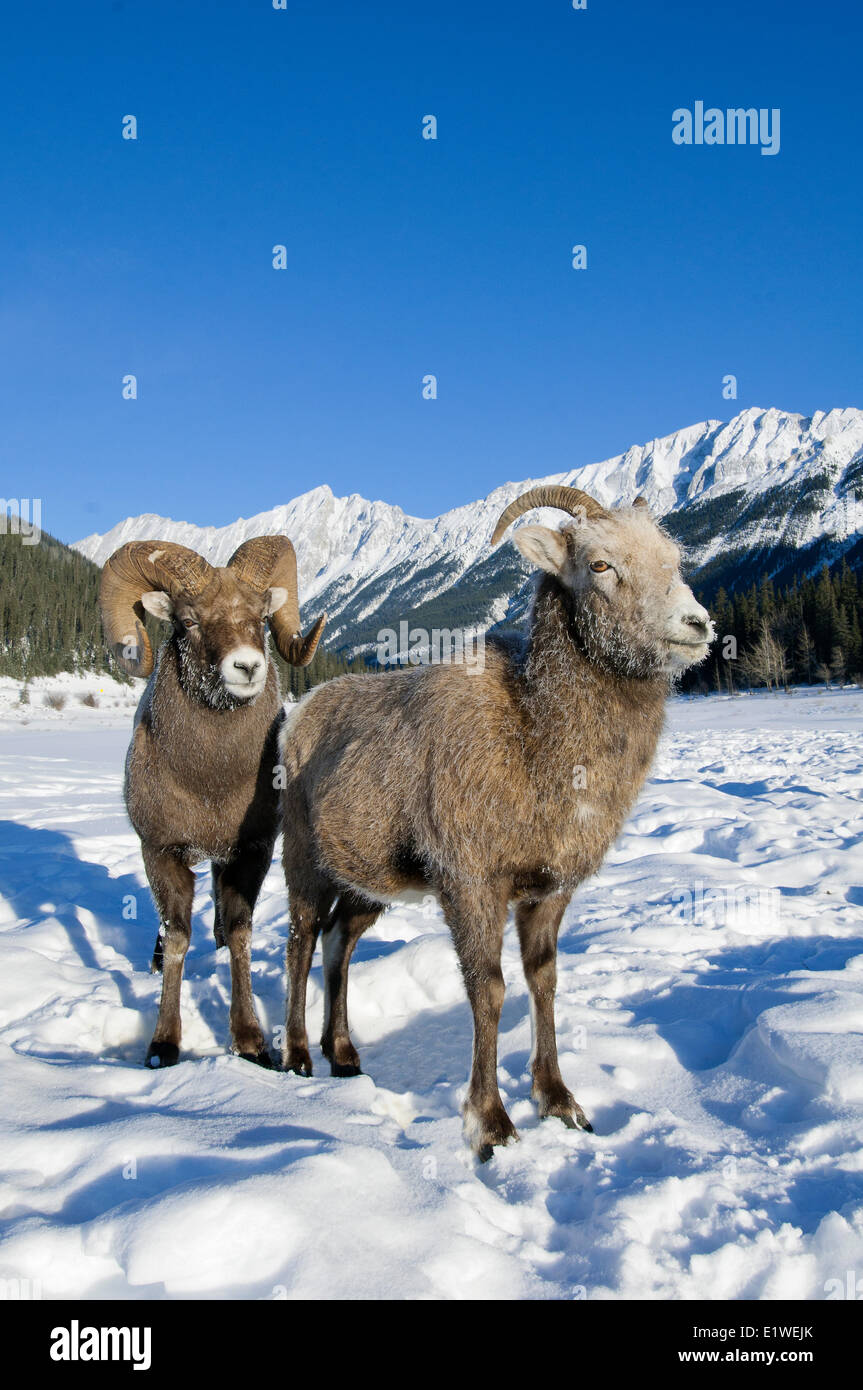 Mouflons ram & brebis (Ovis canadensis), avec cour couverte de givre muselières à -28C, Jasper National Park, Alberta, Canada Banque D'Images