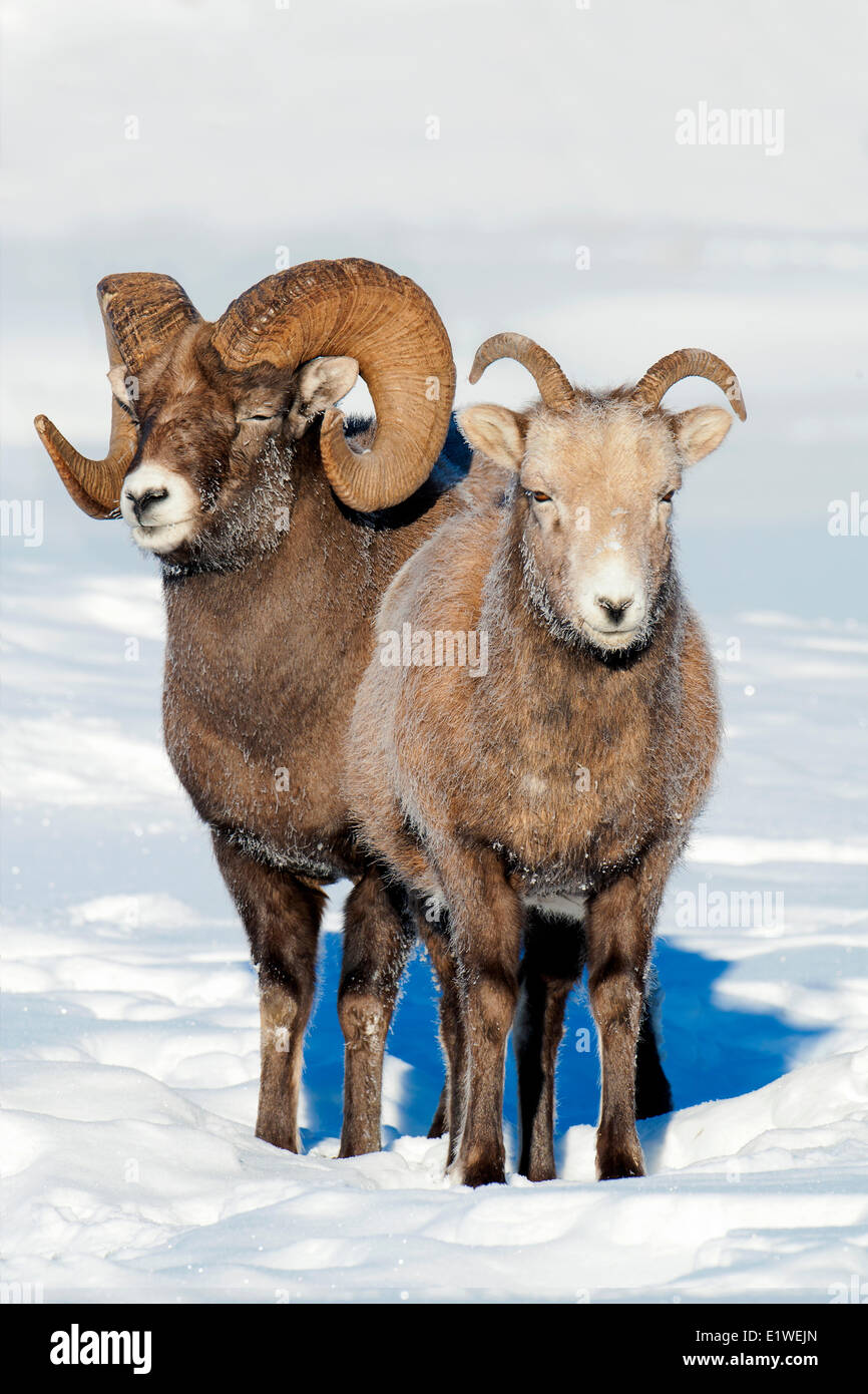 Mouflons ram & brebis (Ovis canadensis), avec cour couverte de givre muselières à -28C, Jasper National Park, Alberta, Canada Banque D'Images
