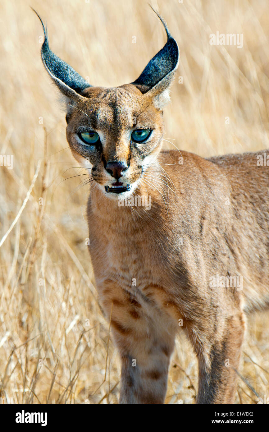 Caracal (Caracal caracal ) la chasse, le Parc National de Samburu, Kenya, Afrique de l'Est Banque D'Images
