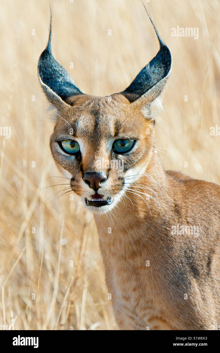 Caracal (Caracal caracal ) la chasse, le Parc National de Samburu, Kenya, Afrique de l'Est Banque D'Images