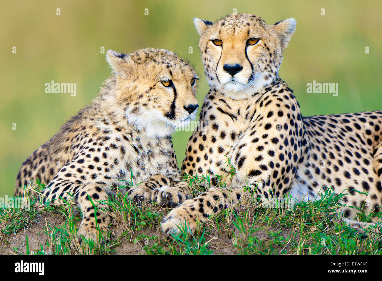 Mère Guépard (Acinonyx jubatus) progéniture yearling reposant sur une termitière Masai Mara Kenya Afrique de l'Est Banque D'Images