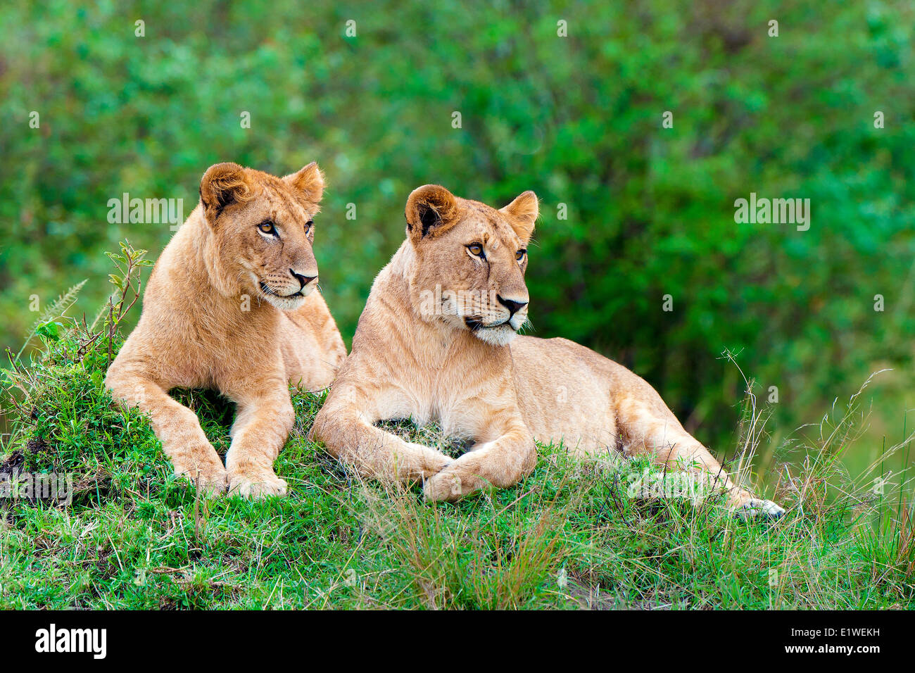 Afrique femme lions (Panthera leo), reposant sur une termitière, Masai Mara, Kenya, Afrique de l'Est Banque D'Images