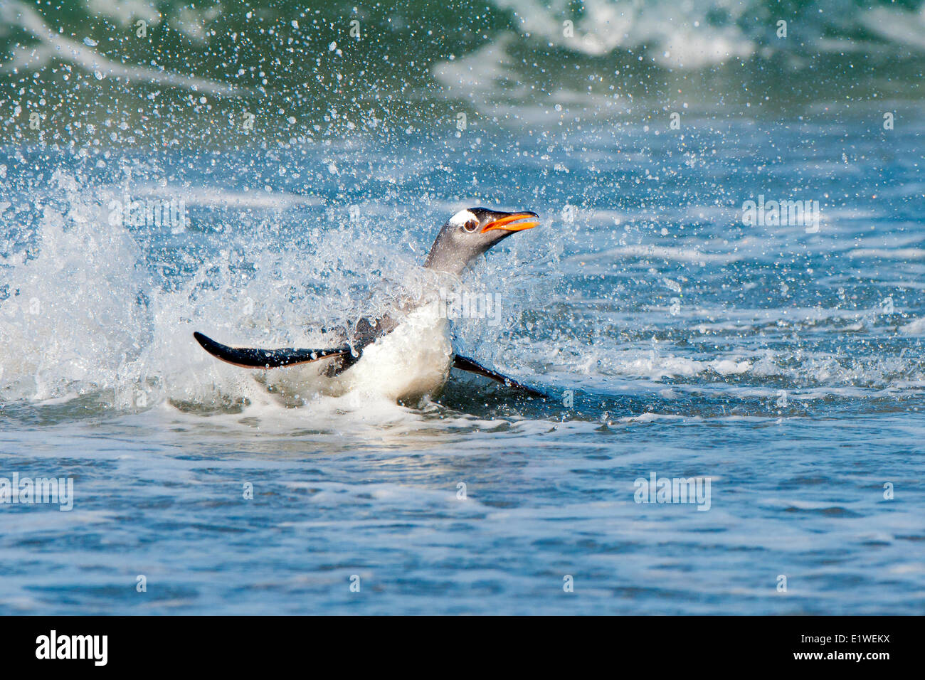 Gentoo pingouin (Pygoscelis papua) revenant de nourriture en mer, îles Falkland, le sud de l'océan Atlantique Banque D'Images