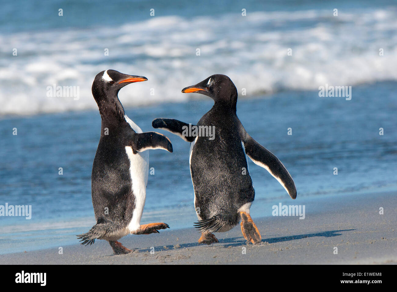 Manchots papous (Pygoscelis papua) se chamailler sur le littoral, les îles Falkland, le sud de l'océan Atlantique Banque D'Images