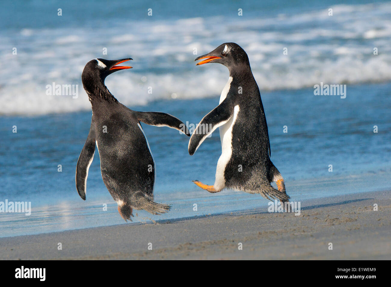 Manchots papous (Pygoscelis papua) se chamailler sur le littoral, les îles Falkland, le sud de l'océan Atlantique Banque D'Images