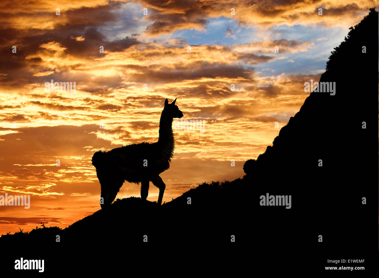 Des profils guanaco (Lama guanicoe), Parc National Torres del Paine, Patagonie, sud du Chili, en Amérique du Sud Banque D'Images