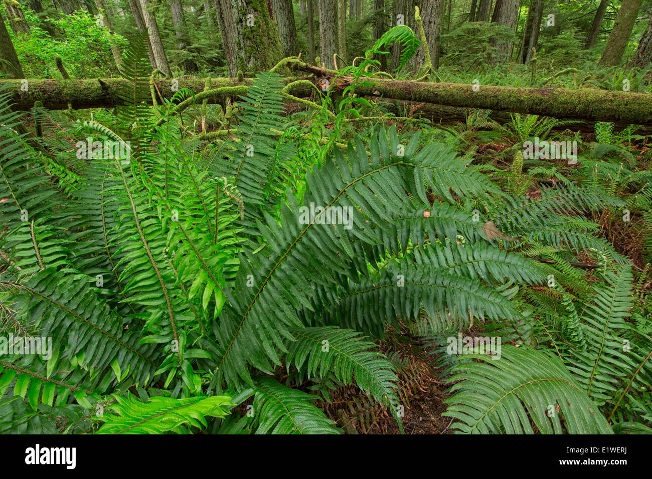 La végétation luxuriante de Cathedral Grove dans le MacMillan Provincial Park sur l'île de Vancouver, Colombie-Britannique. Banque D'Images