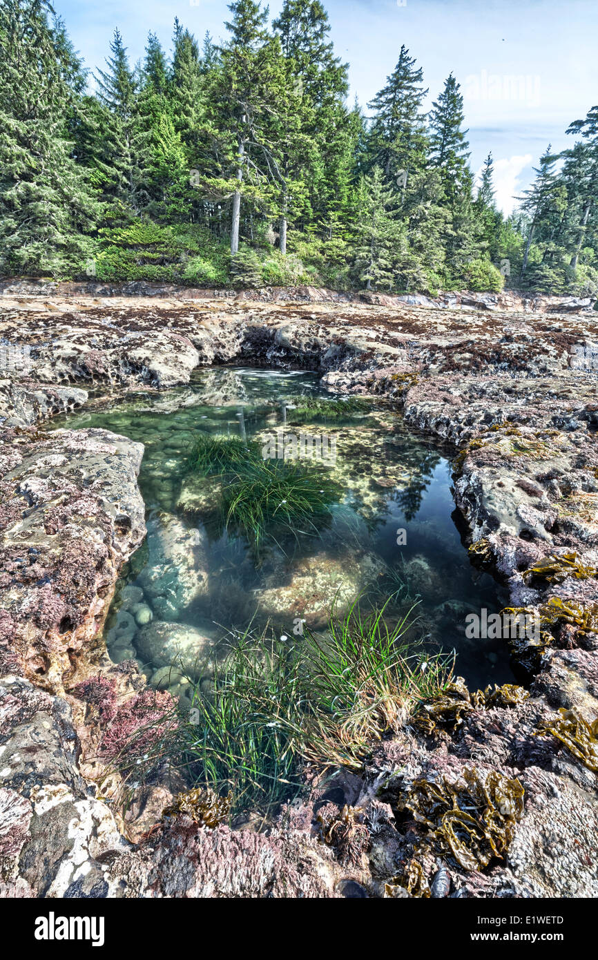 Bassin de marée à Botanical Beach Provincial Park (Colombie-Britannique). Banque D'Images