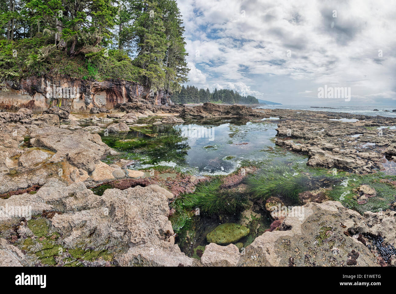 Bassin de marée à Botanical Beach Provincial Park (Colombie-Britannique). Banque D'Images
