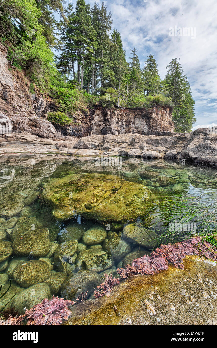 Bassin de marée à Botanical Beach Provincial Park (Colombie-Britannique). Banque D'Images