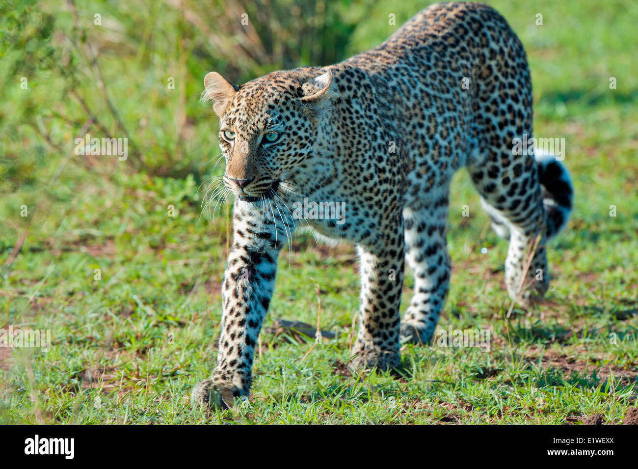 Leopard (Panthera pardus), Masai Mara, Kenya, Afrique de l'Est Banque D'Images