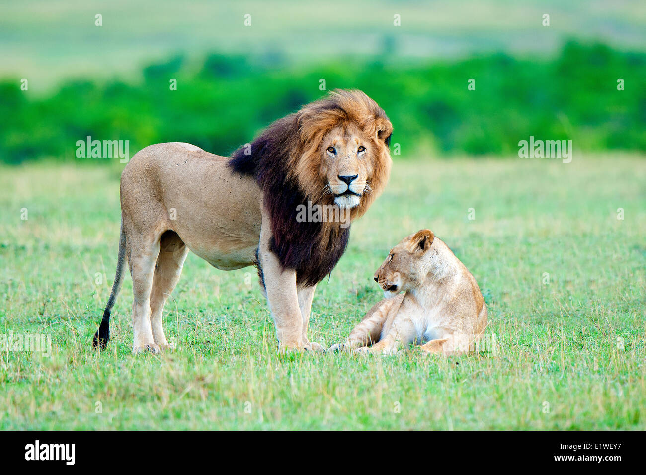 L'accouplement des lions (Panthera leo), Masai Mara, Kenya, Afrique de l'Est Banque D'Images