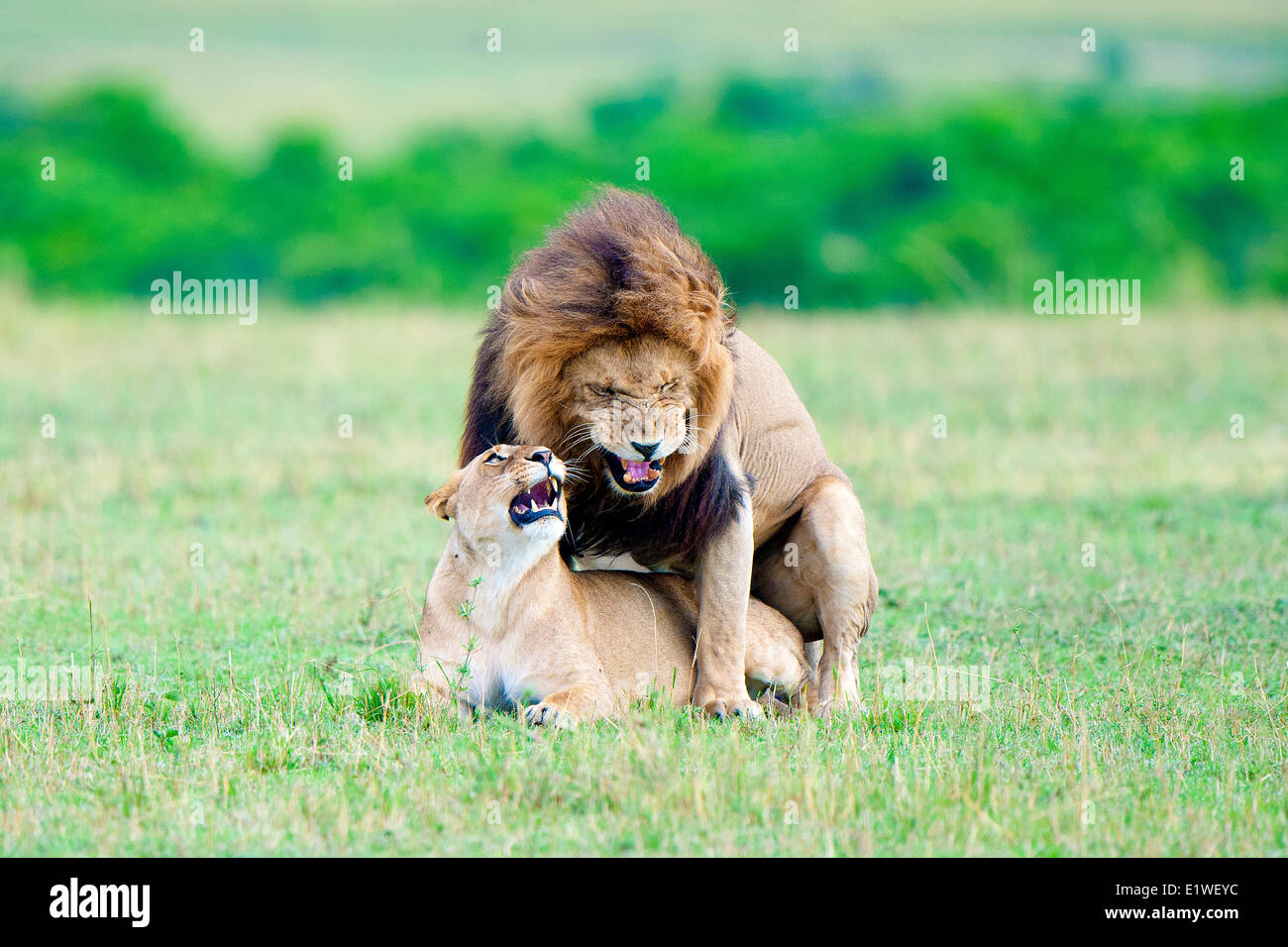 L'accouplement des lions (Panthera leo), Masai Mara, Kenya, Afrique de l'Est Banque D'Images