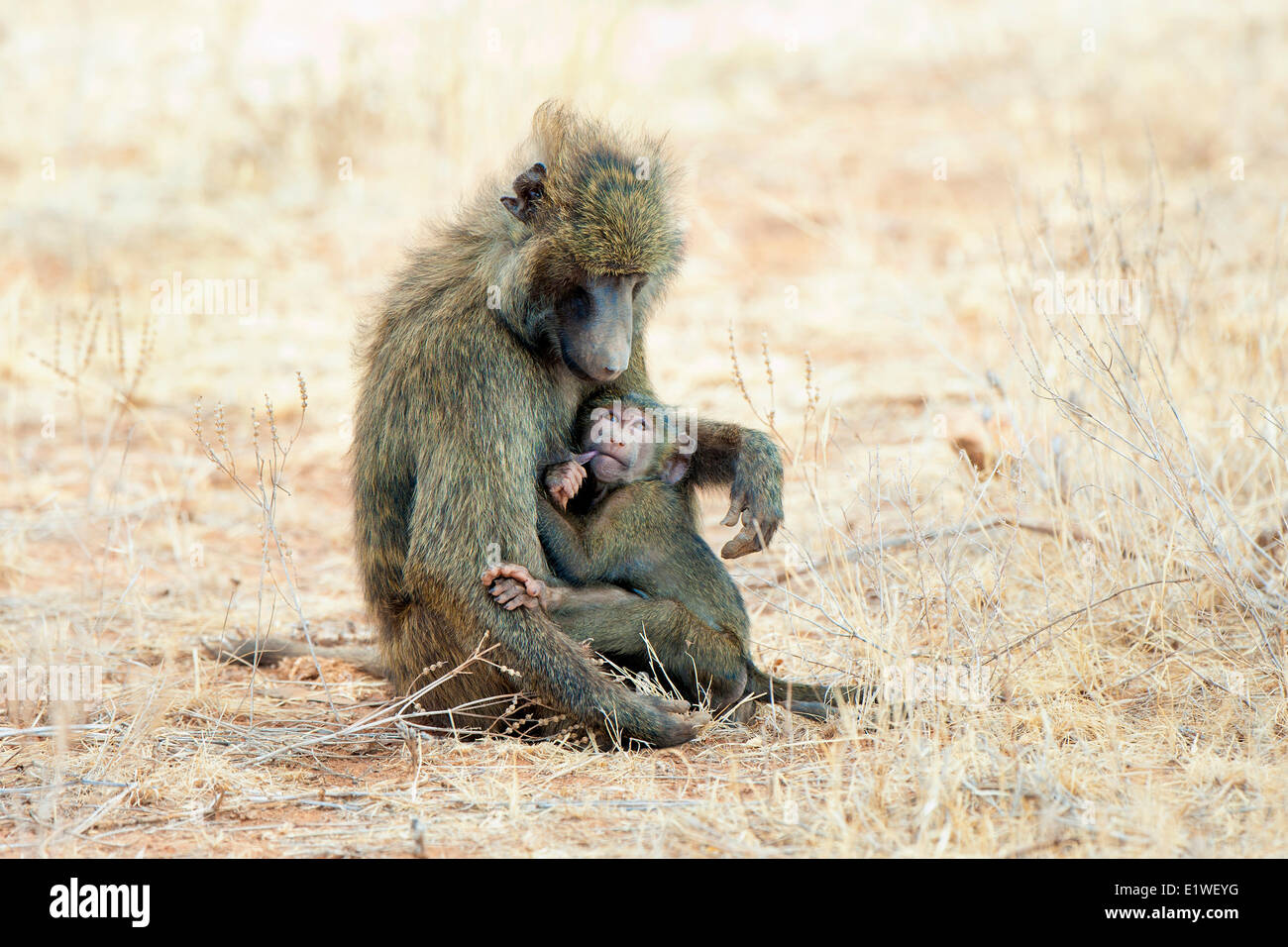 Des babouins Olive (papio anubis) soins infirmiers, Kenya, Afrique de l'Est Banque D'Images