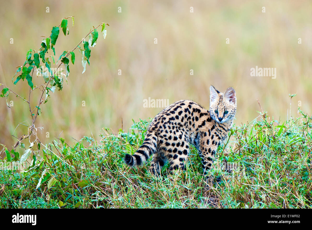 Serval (Leptailurus serval chaton), la réserve de Masai Mara, Kenya, Afrique de l'Est Banque D'Images