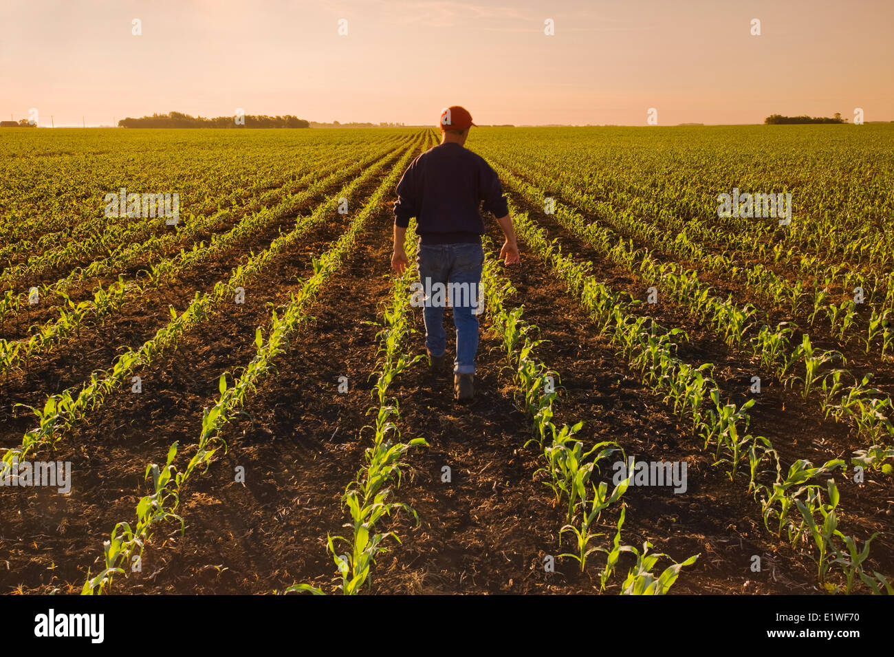 Un agriculteur scouts un domaine de l'alimentation début de croissance/maïs-grain qui s'étend à l'horizon, près de Dugald (Manitoba), Canada Banque D'Images