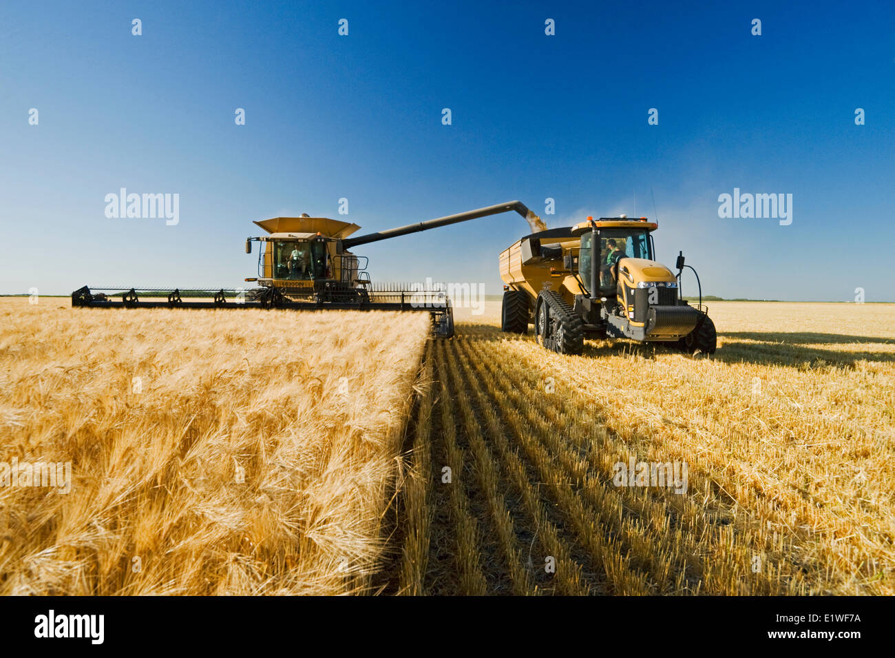 Une décharge de la moissonneuse-batteuse dans un wagon de grain sur le rendez-vous au cours de la récolte d'orge, près de Dugald (Manitoba), Canada Banque D'Images
