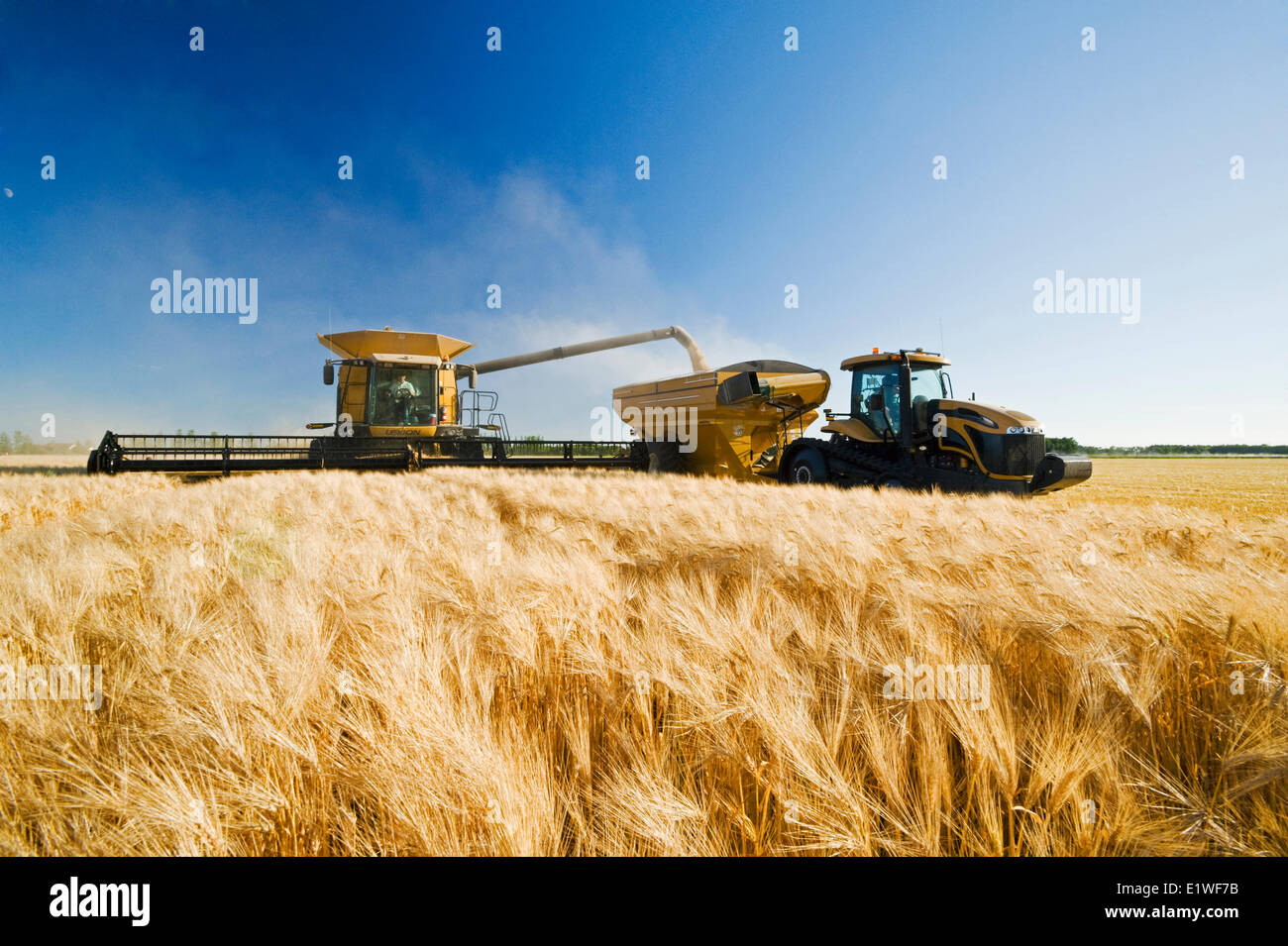 Une décharge de la moissonneuse-batteuse dans un wagon de grain sur le rendez-vous au cours de la récolte d'orge, près de Dugald (Manitoba), Canada Banque D'Images