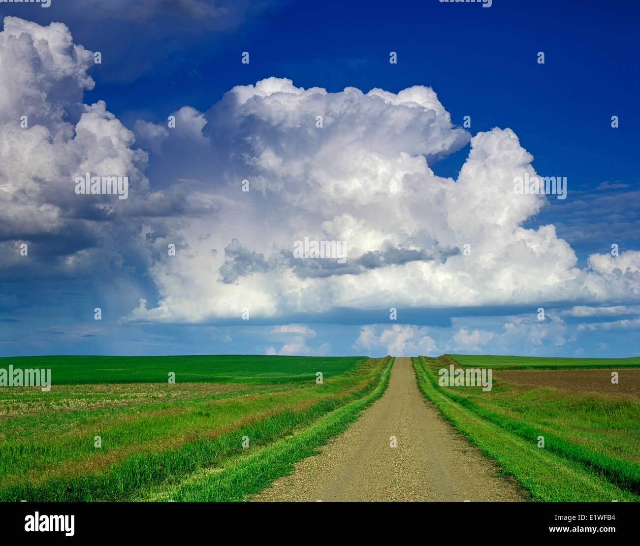 Country road with cumulonimbus de masse dans l'arrière-plan, près de Willow Bunch (Saskatchewan, Canada Banque D'Images