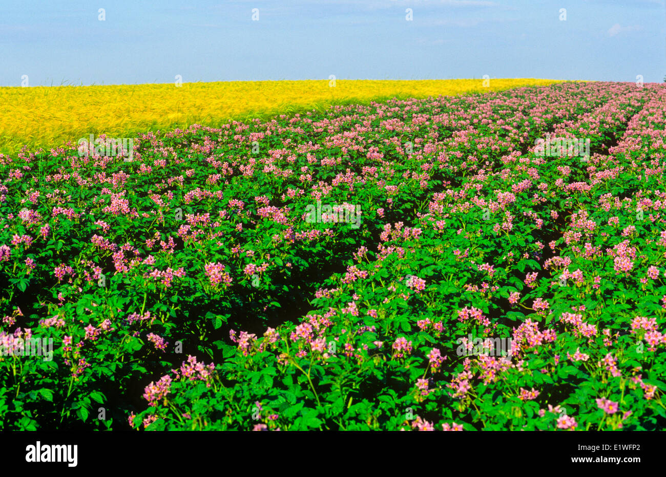 Champ de pommes de terre en fleurs, Albany, Prince Edward Island, Canada Banque D'Images