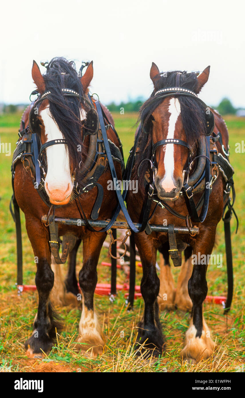 Chevaux de journée de démonstration, peu d'exploitation des sables bitumineux, Prince Edward Island, Canada Banque D'Images
