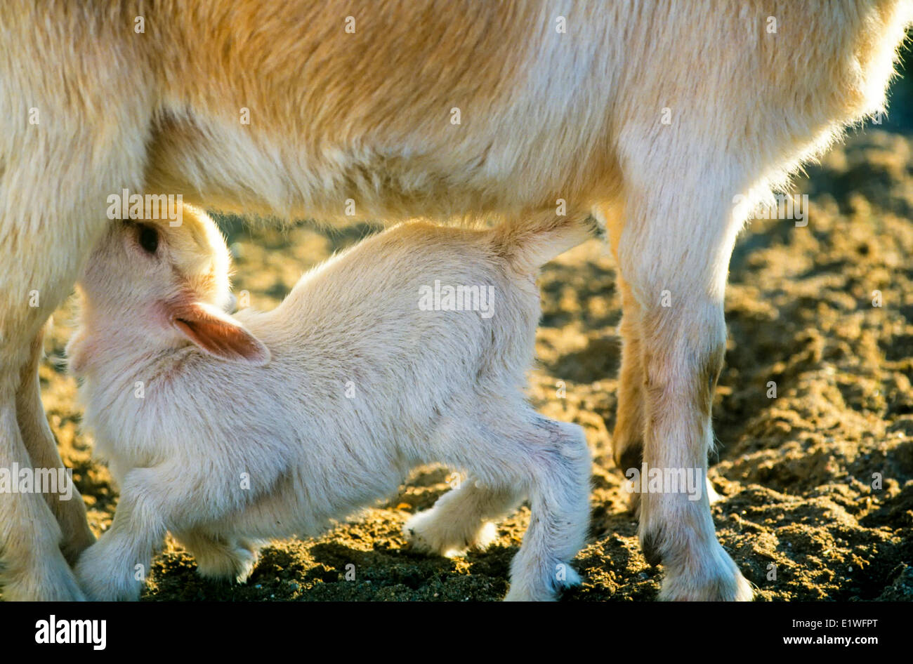 Chevre Bebe Et Sa Mere Prince Edward Island Canada Photo Stock Alamy
