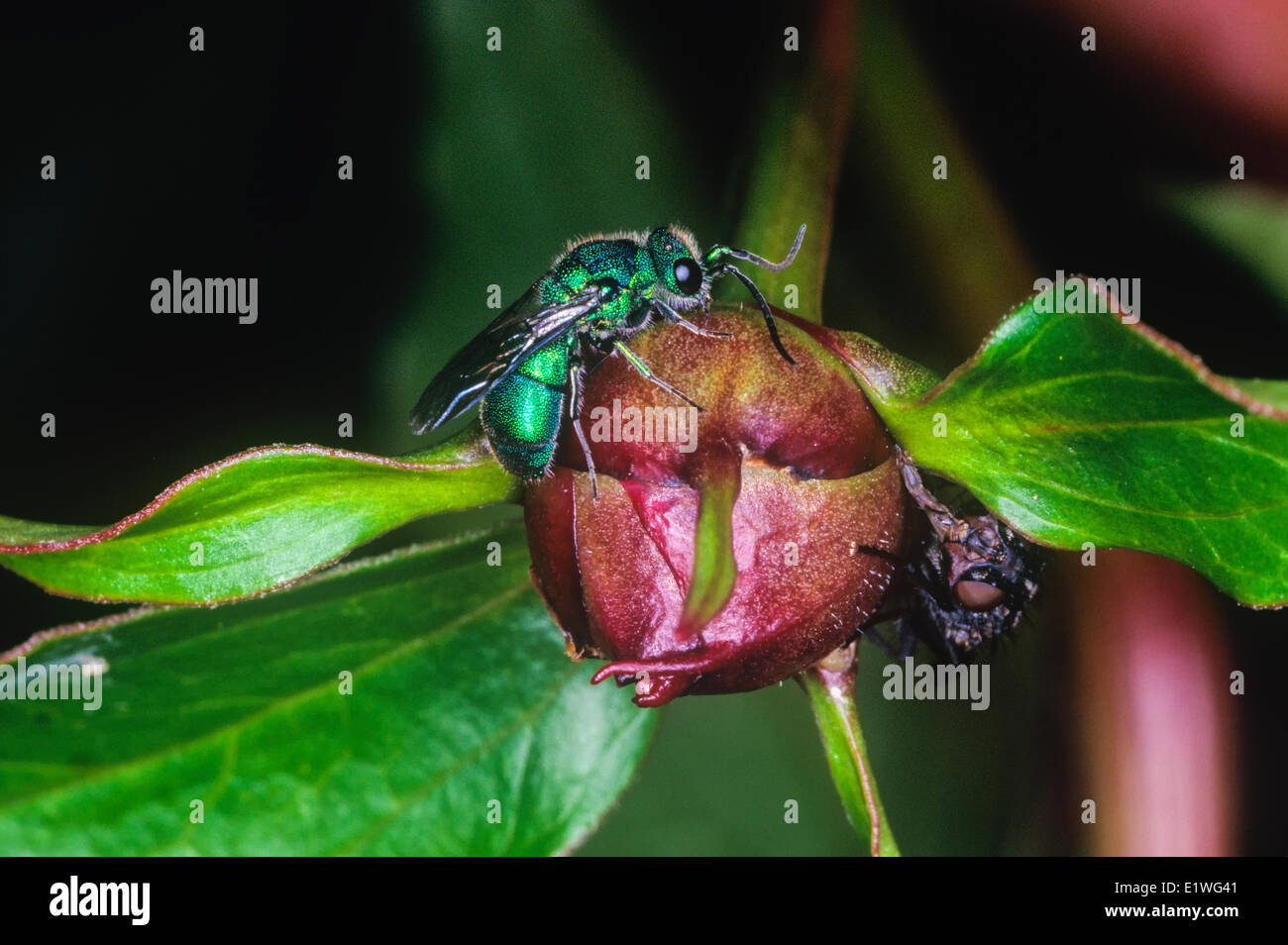 Abeille métallique vert Banque D'Images