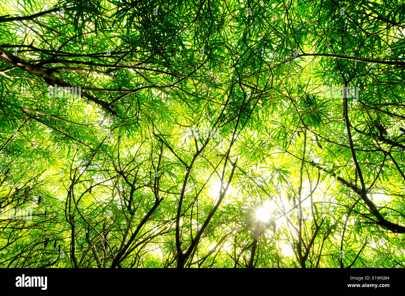 Bambou (Bambusa vulgaris) par le soleil en contre-jour Banque D'Images