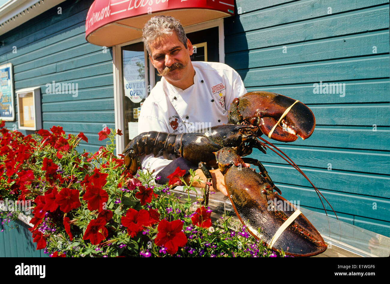 Chef holding lobster restaurant à Shediac, Nouveau-Brunswick, Canada, modèle Publié Banque D'Images