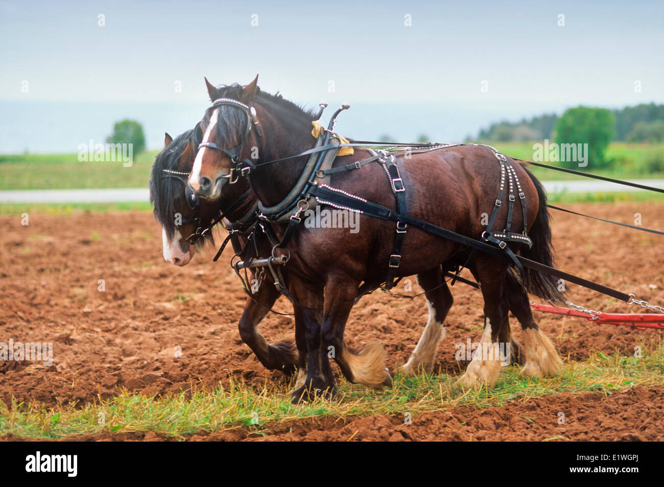 Chevaux de Clydesdale, peu d'exploitation des sables bitumineux, Prince Edward Island, Canada Banque D'Images