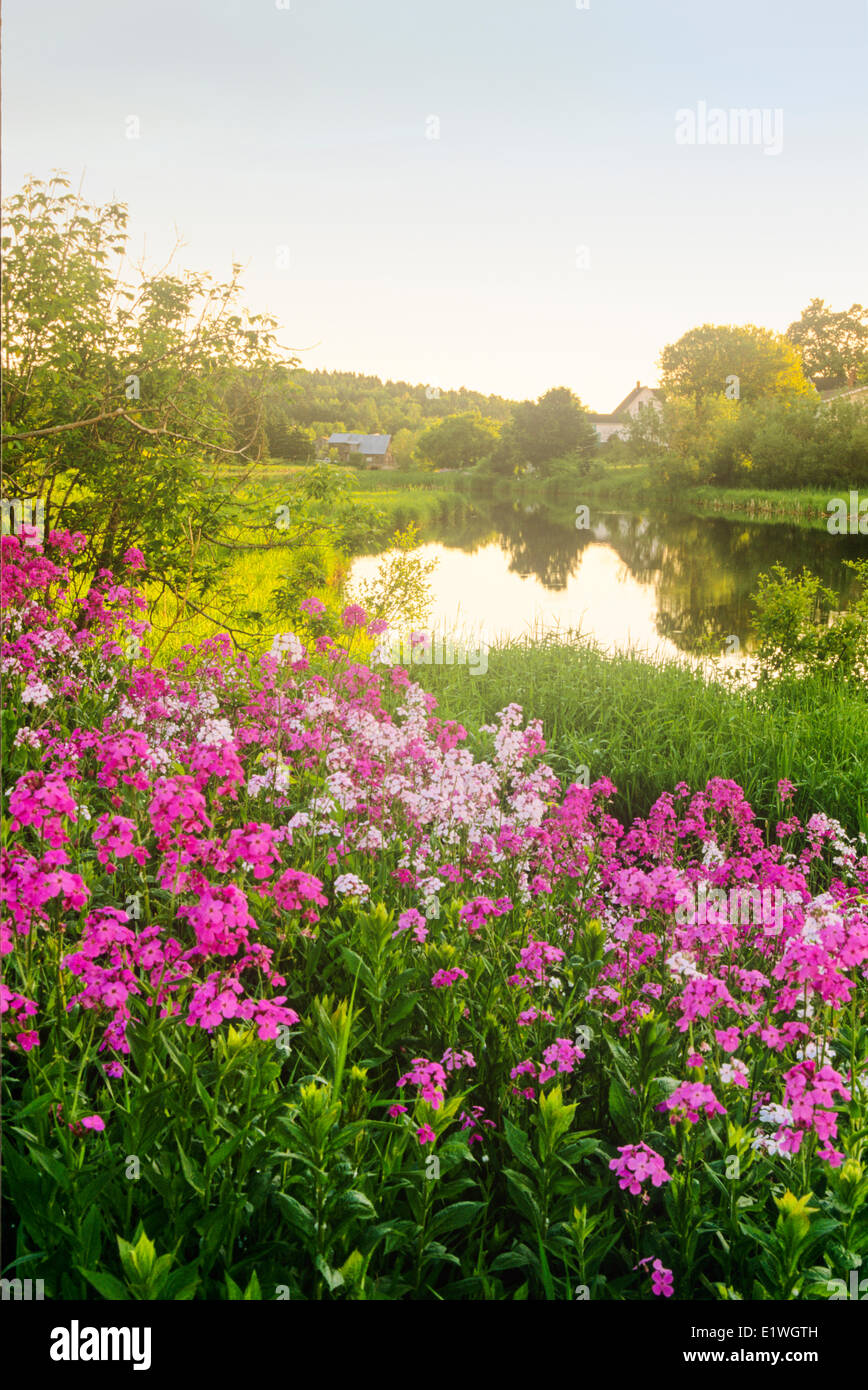 Phlox en fleur Hunter River, Prince Edward Island, Canada Banque D'Images
