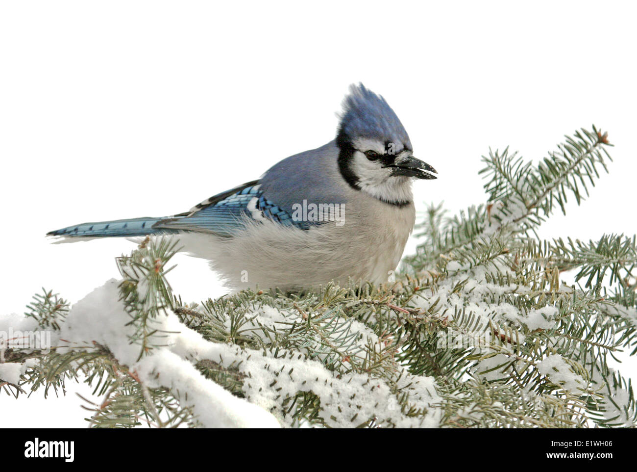 Le Geai bleu, Cyanocitta cristata, perché en hiver, à Saskatoon, Saskatchewan, Canada Banque D'Images