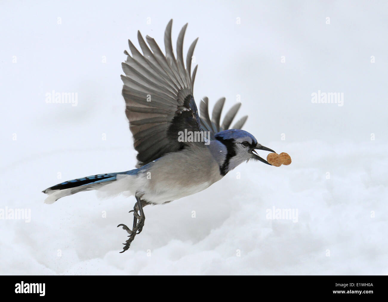 Le Geai bleu, Cyanocitta cristata, en vol, à Saskatoon, Saskatchewan, Canada Banque D'Images