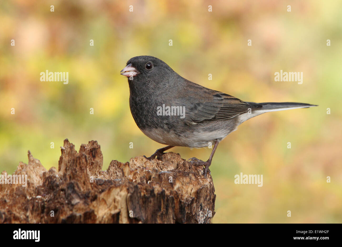 Le Junco ardoisé, Junco hyemalis, perché sur un journal au cours de l'automne, à Saskatoon (Saskatchewan) Banque D'Images