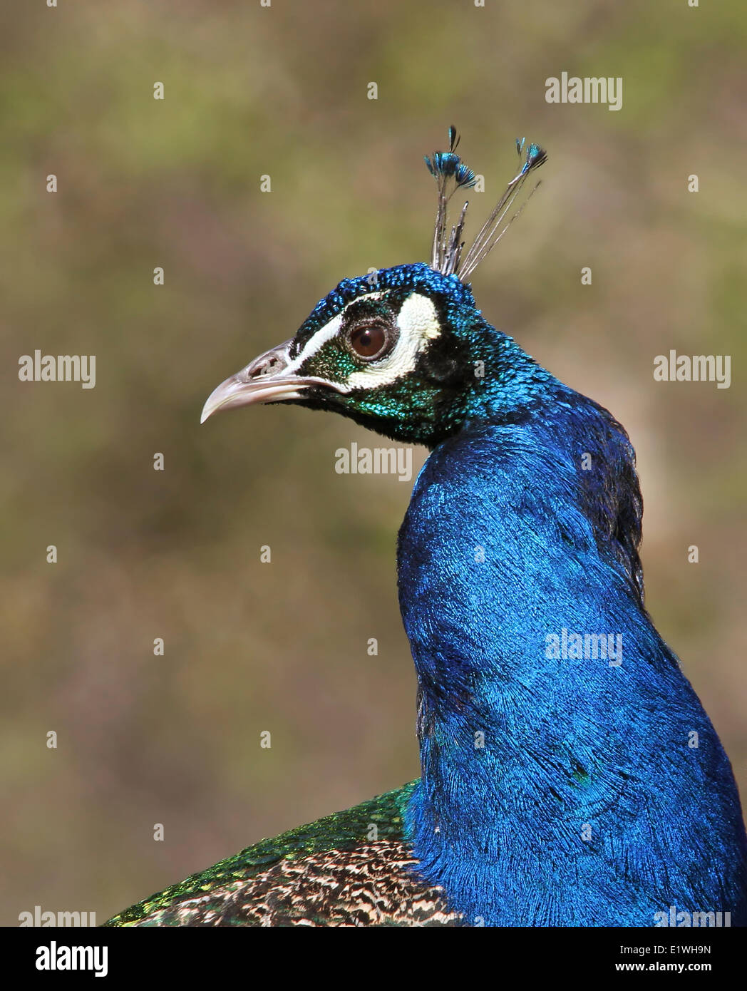 Pavo cristatus Common, paons, homme à Saskatoon, Saskatchewan, Canada Banque D'Images