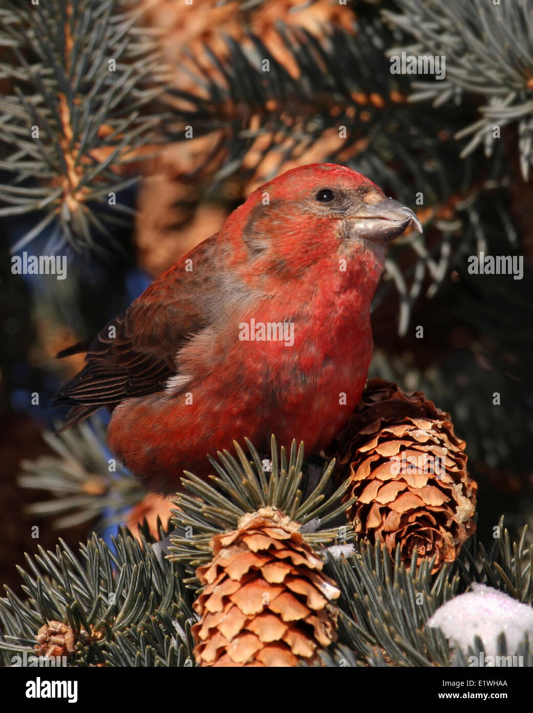 Un Bec-croisé des sapins, Loxia curvirostra, perché dans un sapin en Saskatchewan Banque D'Images