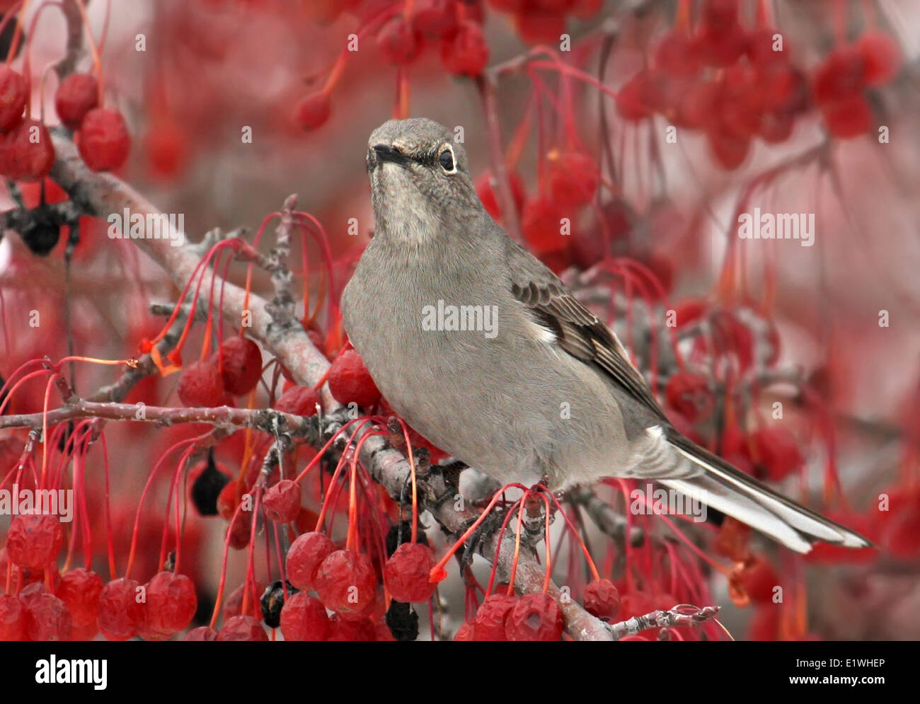 Solitaire de Townsend Myadestes, townsendsi, perché dans un arbre fruitier à Saskatoon, Saskatchewan Banque D'Images