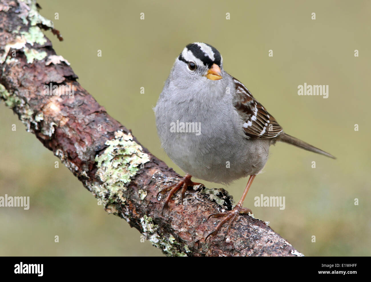 Un Bruant à couronne blanche, Zonotrichia leucophrys, perché sur une branche à Saskatoon, Saskatchewan Banque D'Images