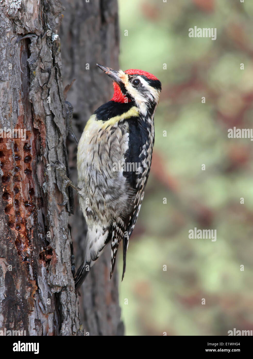 Pic maculé, Sphyrapicus varius, manger sève d'un arbre à Saskatoon, Saskatchewan Banque D'Images