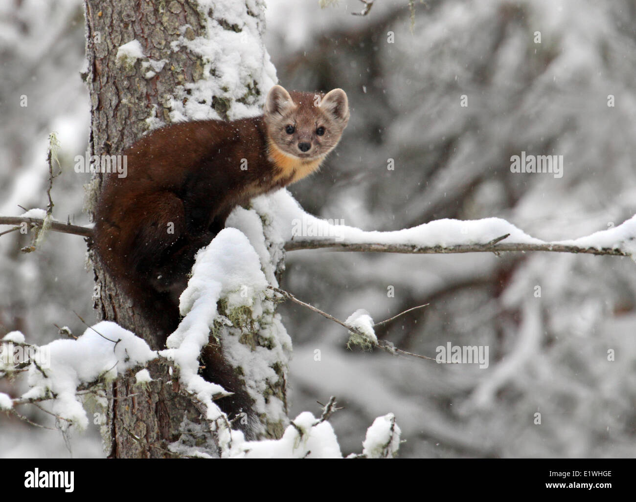 Martre (Martes americana) dans la région de Banff, Alberta Banque D'Images