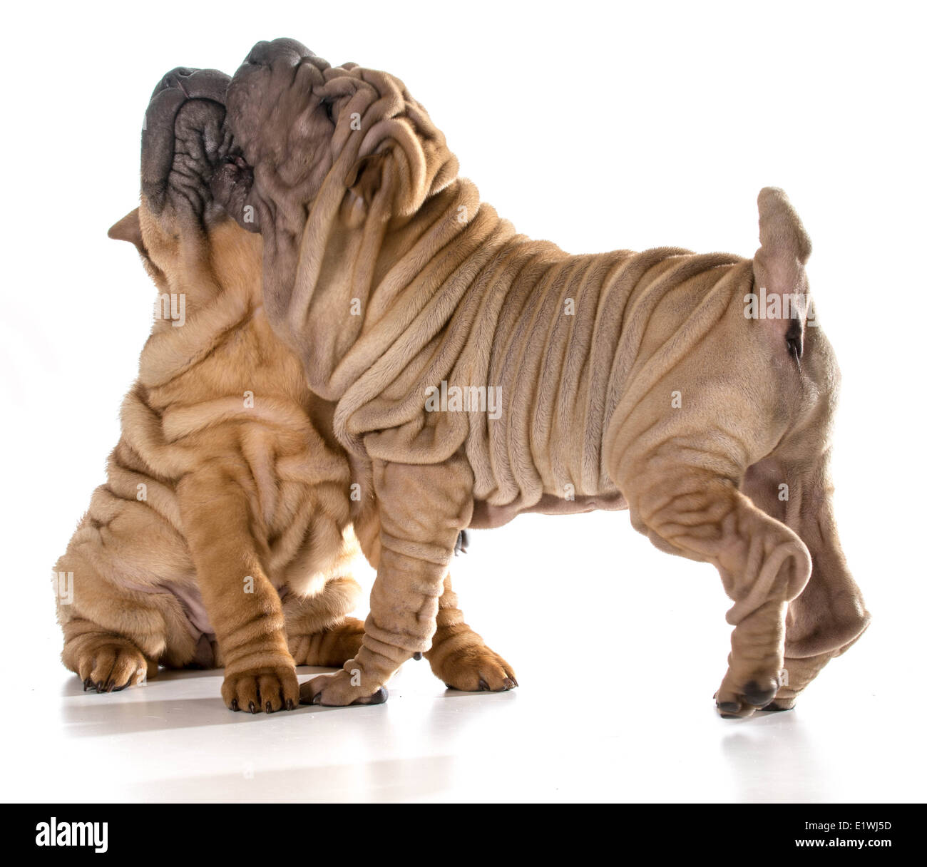 Deux chiens jouer combats - chinese Shar Pei chiots isolé sur fond blanc - 4 mois Banque D'Images
