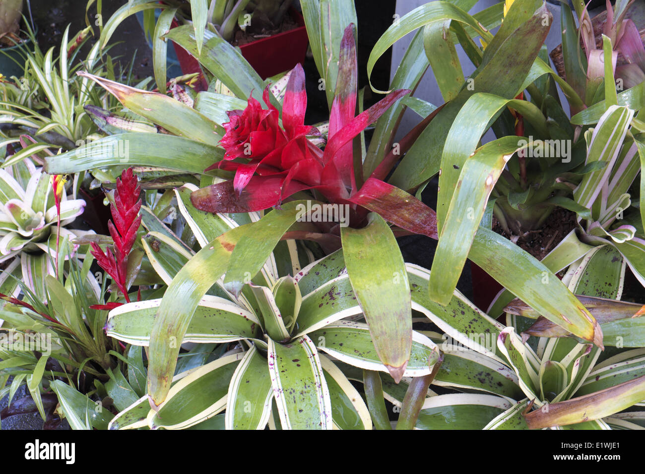 Australian Garden Center à Terrey Hills, Sydney, NSW, Australie Banque D'Images