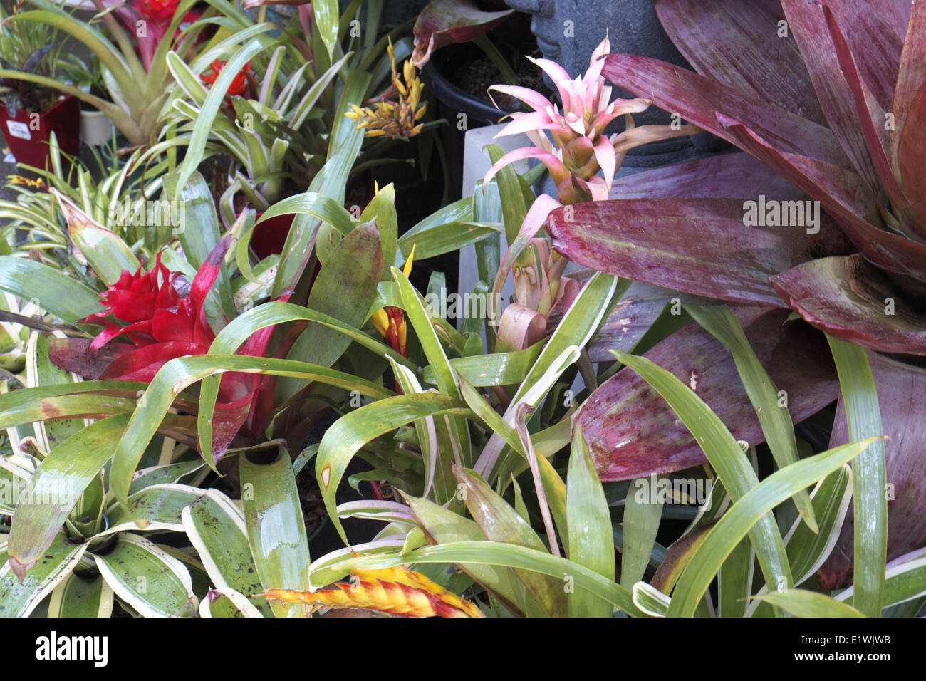 Australian Garden Center à Terrey Hills, Sydney, NSW, Australie Banque D'Images